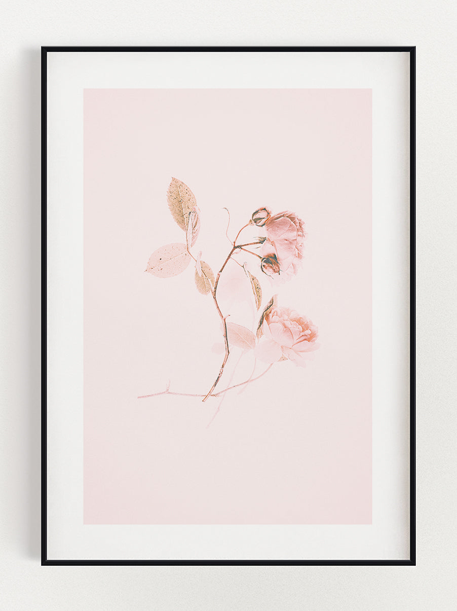 Flower In Pink Poster – Stunning art poster print on premium gallery paper, perfect for modern interiors