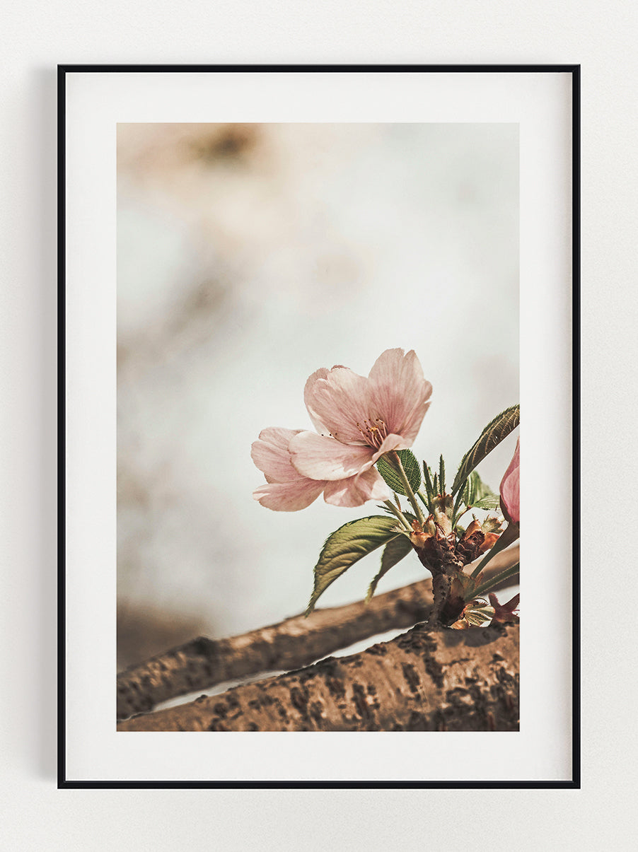 Flower On A Tree Poster – Stunning art poster print on premium gallery paper, perfect for modern interiors
