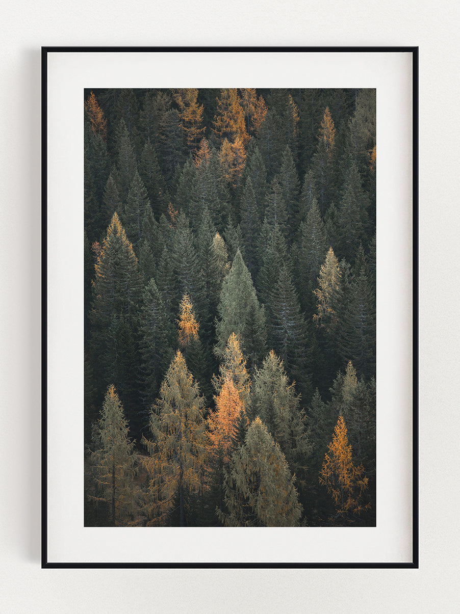 Forest Poster – Stunning art poster print on premium gallery paper, perfect for modern interiors
