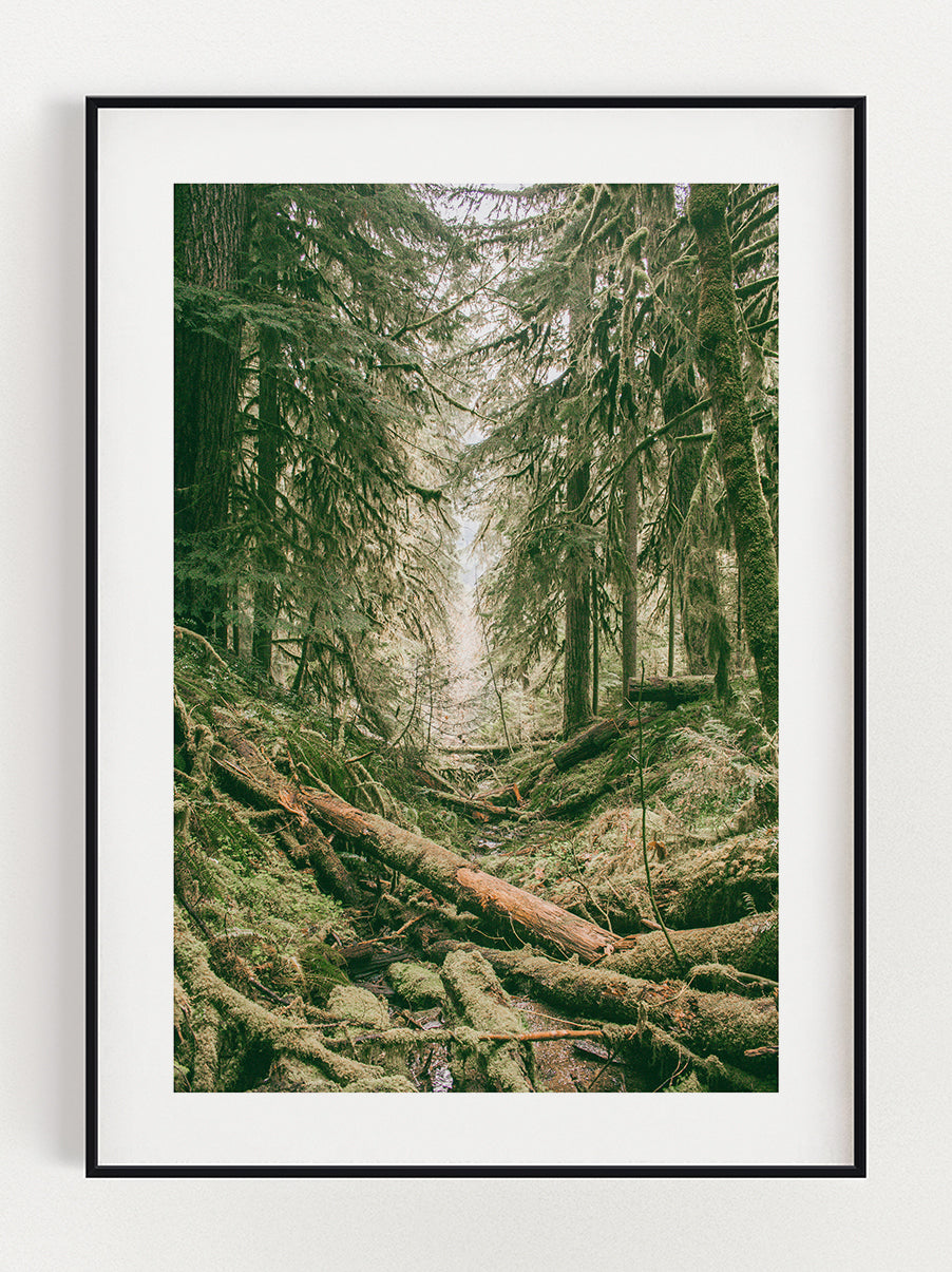 Greenery In The Woods Poster – Stunning art poster print on premium gallery paper, perfect for modern interiors