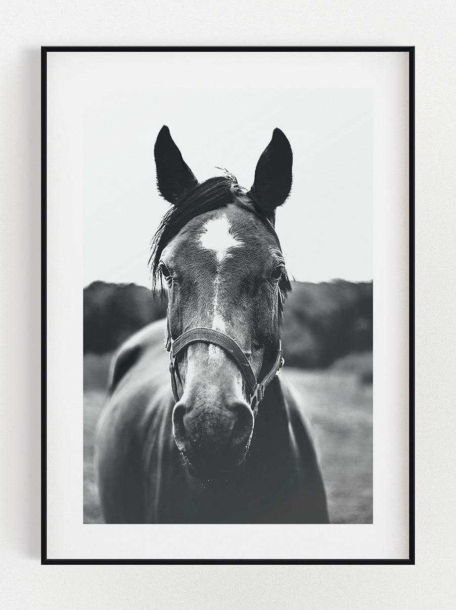 Horse In The Pasture Poster – Stunning art poster print on premium gallery paper, perfect for modern interiors