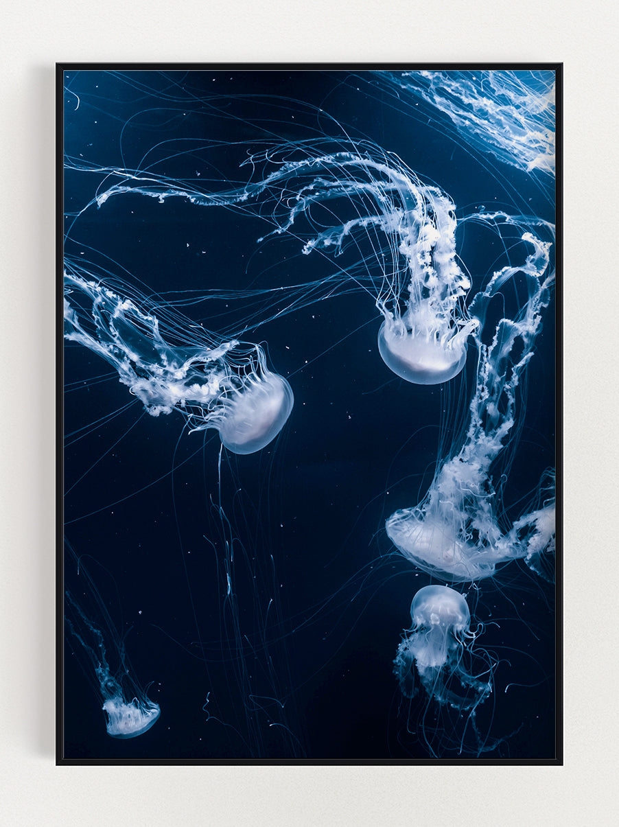JellyFish In The Dark Poster – Stunning art poster print on premium gallery paper, perfect for modern interiors