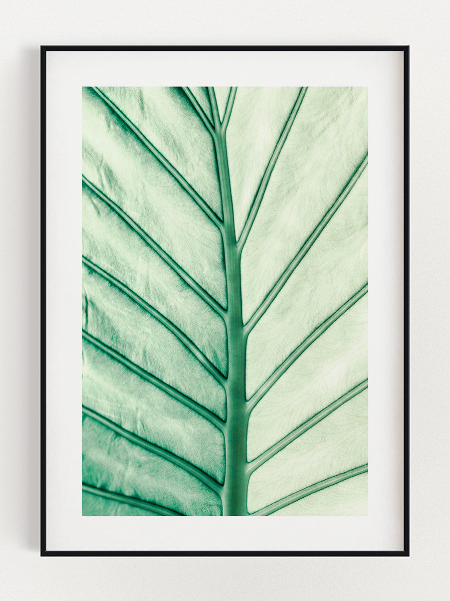 Leaf Of Light Poster – Stunning art poster print on premium gallery paper, perfect for modern interiors