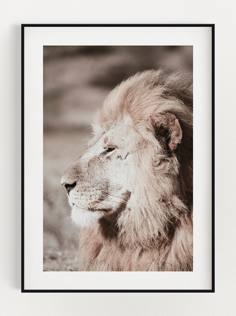 Lion In The Wild Poster – Stunning art poster print on premium gallery paper, perfect for modern interiors