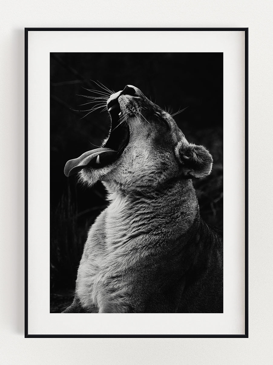 Lioness Eat Or Sleep Poster – Stunning art poster print on premium gallery paper, perfect for modern interiors