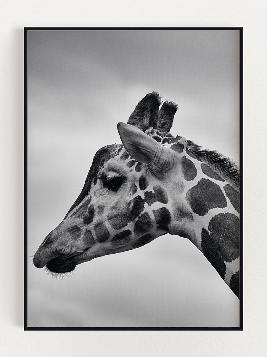 Majestic Giraffe Poster – Stunning art poster print on premium gallery paper, perfect for modern interiors