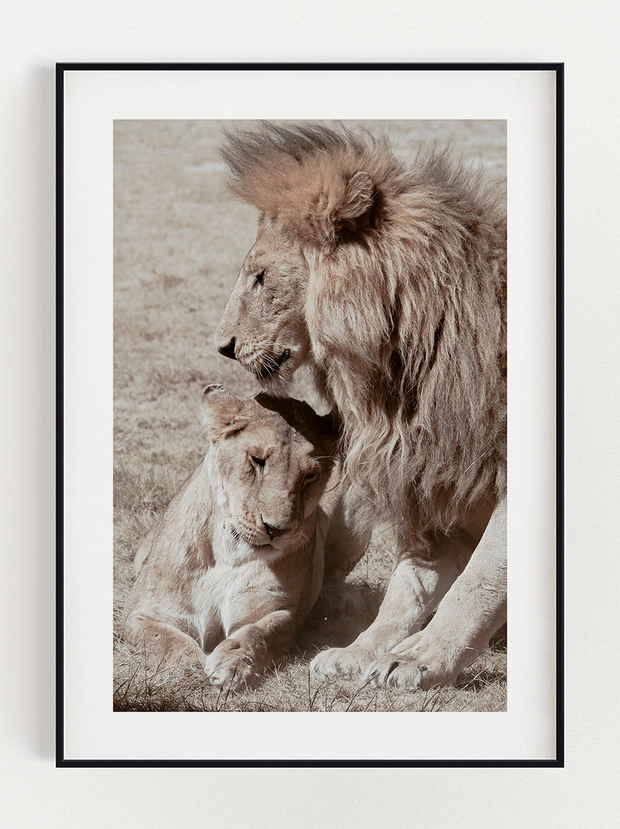 Majestic Lion & Lioness Poster – Stunning art poster print on premium gallery paper, perfect for modern interiors