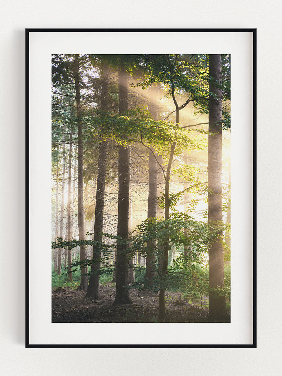 Sunset Forest Poster – Stunning art poster print on premium gallery paper, perfect for modern interiors