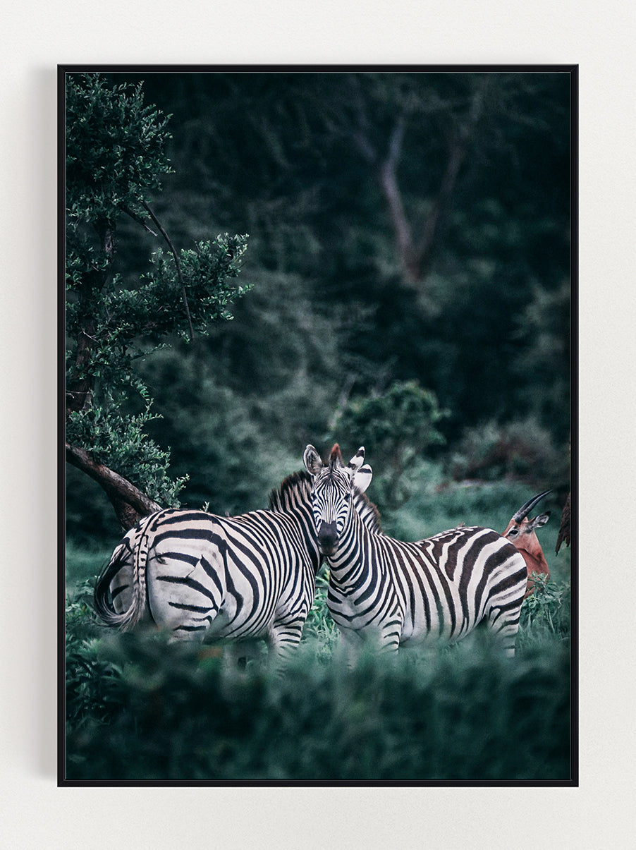 Two Zebras Poster – Stunning art poster print on premium gallery paper, perfect for modern interiors