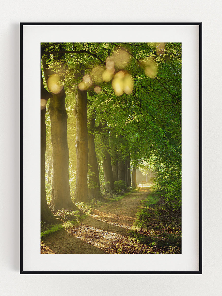 Walk in The Forest Poster – Stunning art poster print on premium gallery paper, perfect for modern interiors